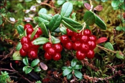 Când lingonberries înflorește