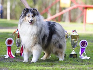 Collie hosszúszőrű fajták leírása - a kutyám