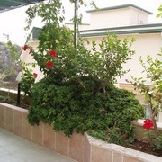 Plante interioare - sfaturi pentru cultivarea și îngrijirea hibiscusului chinezesc