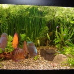Кімнатні рослини в акваріумі, aquarium