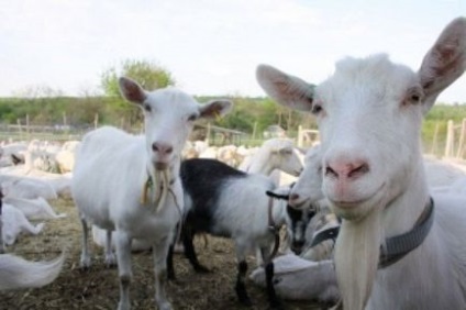 Кормова база для кіз в козівництві, норми і правила годування тварин, відео