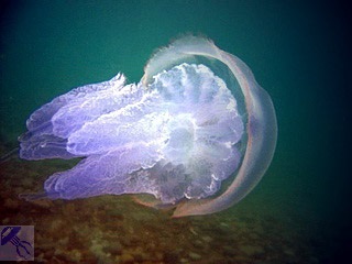 корнерот медузи