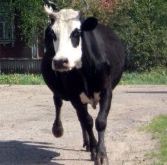 Cow, nagyszerű! Néhány kérdés a munkáját állattartás (Az a kérdés, hogy milyen állatok legyenek) Cow, nagyszerű! Néhány kérdés a munkáját állattartás