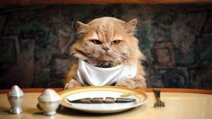 Котячі капризи чому кішка не їсть