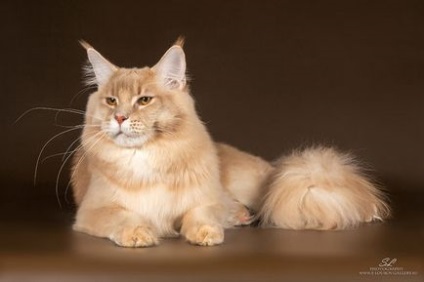 Maine coon pisica cu fotografie, Maine Coon pisica, rasa meikun caracter