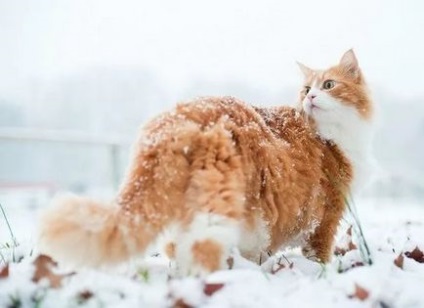 Maine coon pisica cu fotografie, Maine Coon pisica, rasa meikun caracter