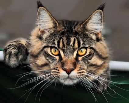 Кішка мейн-кун з фото, кішки породи мейн-кун, характеристика породи мейкун