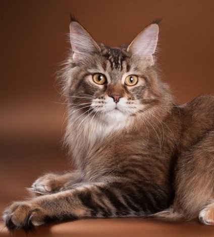 Maine coon pisica cu fotografie, Maine Coon pisica, rasa meikun caracter