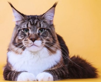 Кішка мейн-кун з фото, кішки породи мейн-кун, характеристика породи мейкун