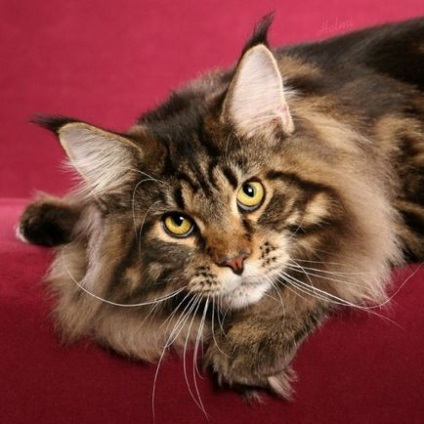 Maine coon pisica cu fotografie, Maine Coon pisica, rasa meikun caracter