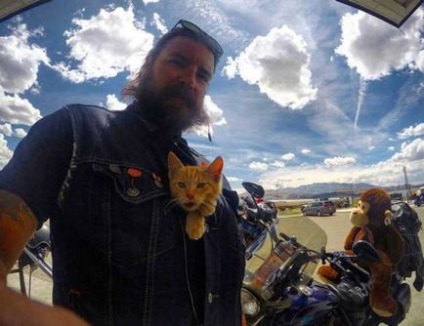 Pisici, pisici și motocicliști
