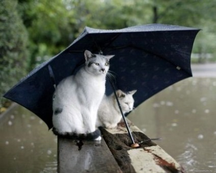 Pisici-meteorologi - semne sau adevăruri ale oamenilor
