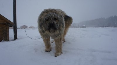 Котеджне селище «Барсове» в новий рік з міськими зручностями - котеджні селища в Підмосков'ї