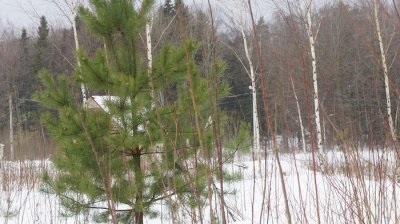 Котеджне селище «Барсове» в новий рік з міськими зручностями - котеджні селища в Підмосков'ї