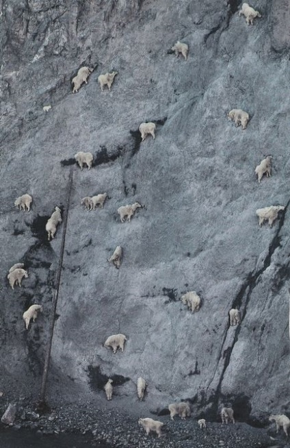 Capre pe roci, capre pe pereți