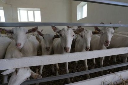 Козводы россии Dezvoltare în Rusia, zone de creștere a caprelor