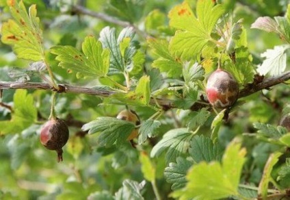 Gooseberries turn frunze galbene de ce și ce să fac, videoclipuri și fotografii