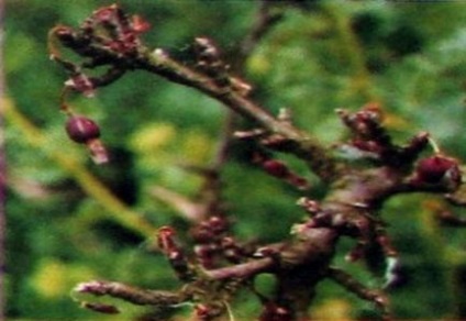 Gooseberries turn frunze galbene de ce și ce să fac, videoclipuri și fotografii
