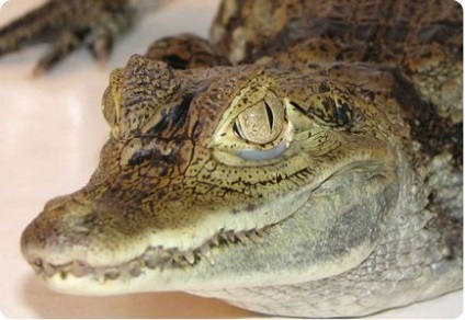 Крокодиловий кайман, зміст, годування, розмноження, фото