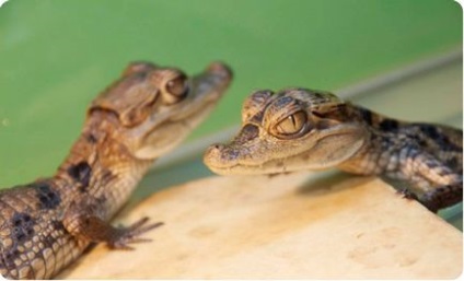 Croitorie caiman, conținut, hrănire, reproducere, fotografie