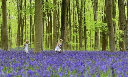 Sângele balaurului și alți arbori neobișnuiți ai planetei