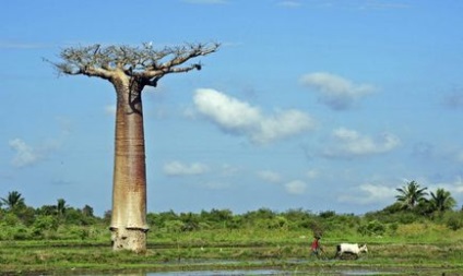 Sângele balaurului și alți arbori neobișnuiți ai planetei