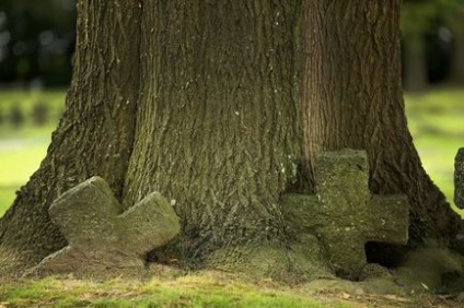 Sângele balaurului și alți arbori neobișnuiți ai planetei