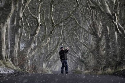 Sângele balaurului și alți arbori neobișnuiți ai planetei