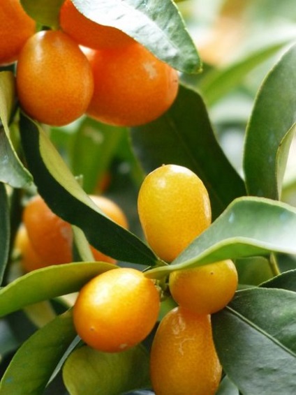 Kumquat proprietăți utile și posibil rău, frumusețe în tine