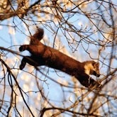 Marten și o vânează