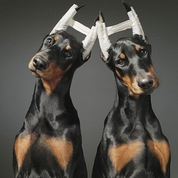 Купірування вух у собак що це таке, техніка операції
