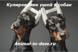 Купірування вух у собак, лікування домашніх тварин