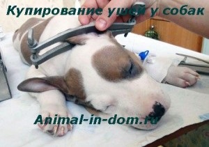 Cupping de urechi la câini, tratamentul animalelor de companie