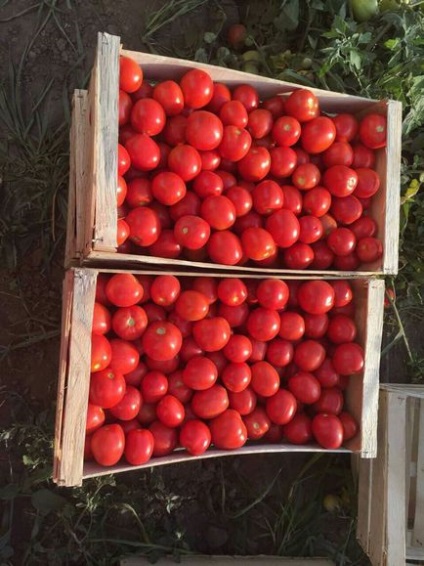 Cumparati rosii in vrac in Ucraina - vindeti rosiile in vrac, producatorii de tomate - furnizori