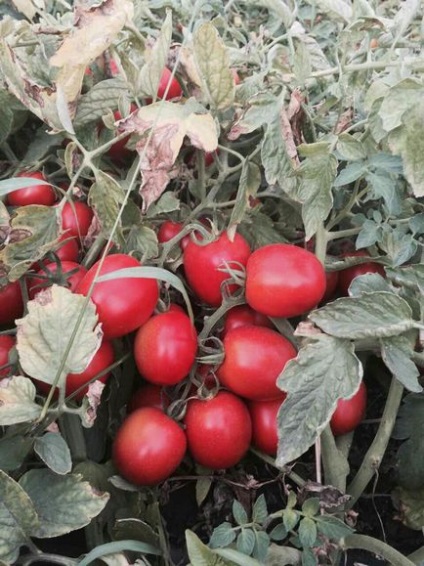 Купити помідори оптом в Україні - продаж томатів оптом, виробники томатів - поставщики