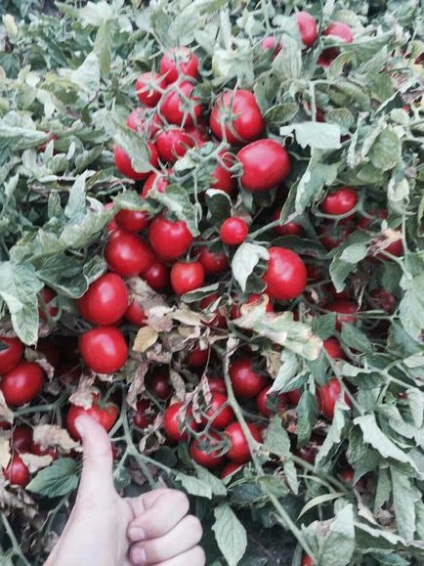 Cumparati rosii in vrac in Ucraina - vindeti rosiile in vrac, producatorii de tomate - furnizori