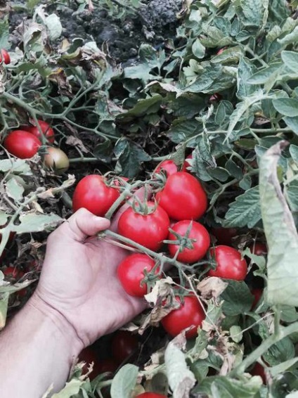 Cumparati rosii in vrac in Ucraina - vindeti rosiile in vrac, producatorii de tomate - furnizori