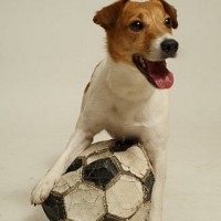 Cumpărați un cățeluș Jack Russell Terrier la Moscova