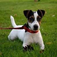 Cumpărați un cățeluș Jack Russell Terrier la Moscova