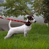 Cumpărați un cățeluș Jack Russell Terrier la Moscova