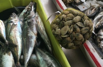 Konyhai Galicia percebes, Navajo és más tengeri hüllők, trip-pont (navahó) Konyhai Galicia percebes, Navajo és más tengeri hüllők, trip-pont