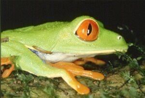 Квакша - домашня царівна-жаба