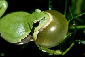 Квакша - домашня царівна-жаба