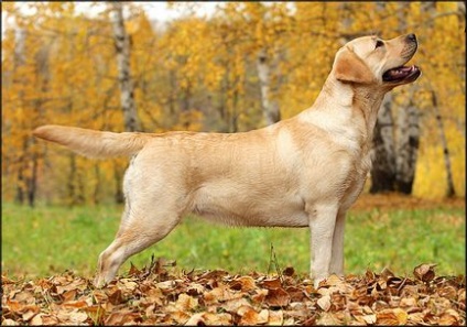 Labrador retriever - fajta leírását, jellemzőit, történelem