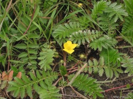 Cinquefoil lúd (szarkalábak), használják a népi gyógyászatban