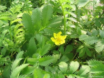 Cinquefoil lúd (szarkalábak), használják a népi gyógyászatban