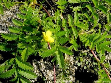 Cinquefoil lúd (szarkalábak), használják a népi gyógyászatban