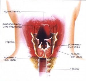 Simptome de laringită, metode de diagnosticare și tratament al laringitei acute și cronice