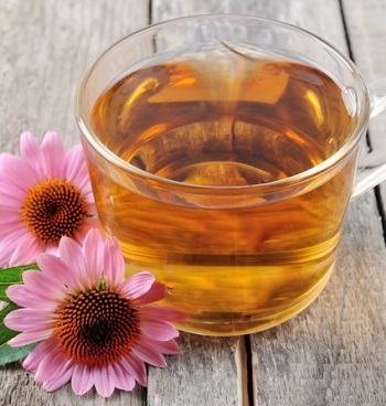 Gyógyászati ​​tulajdonságait Echinacea egészség, ellenjavallatok, alkalmazási utasításokat minden területen