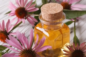 Gyógyászati ​​tulajdonságait Echinacea egészség, ellenjavallatok, alkalmazási utasításokat minden területen